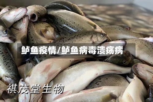 鲈鱼疫情/鲈鱼病毒溃疡病