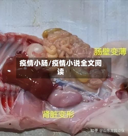 疫情小肠/疫情小说全文阅读