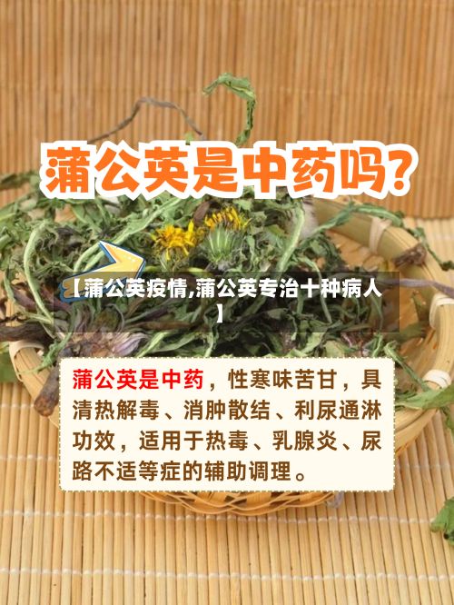 【蒲公英疫情,蒲公英专治十种病人】