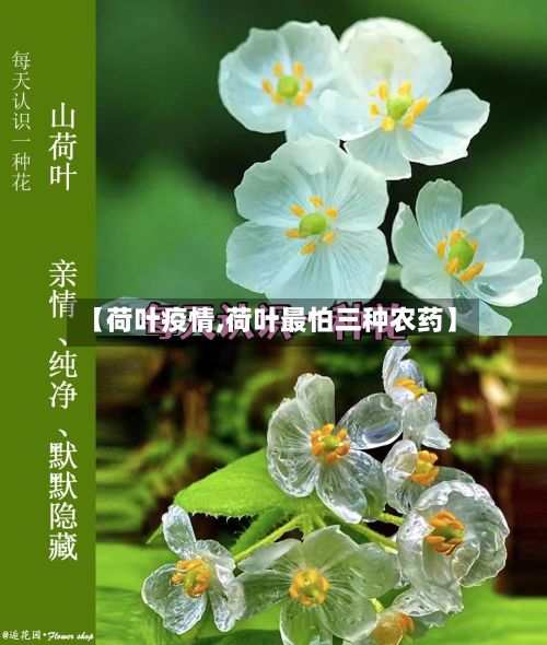 【荷叶疫情,荷叶最怕三种农药】-第3张图片