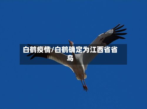 白鹤疫情/白鹤确定为江西省省鸟-第3张图片