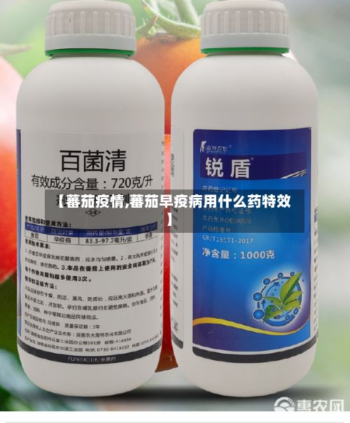 【蕃茄疫情,蕃茄早疫病用什么药特效】-第2张图片