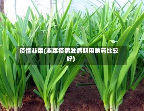 疫情韭菜(韭菜疫病发病期用啥药比较好)-第2张图片