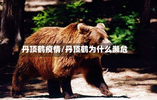 丹顶鹤疫情/丹顶鹤为什么濒危