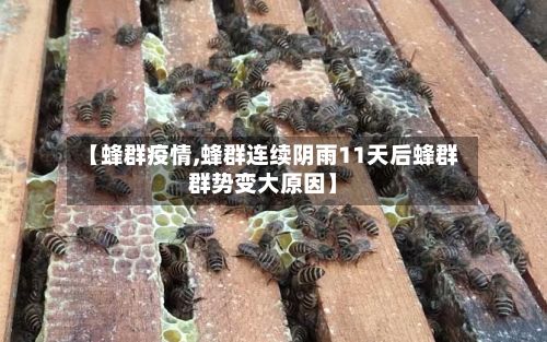 【蜂群疫情,蜂群连续阴雨11天后蜂群群势变大原因】