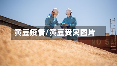黄豆疫情/黄豆受灾图片