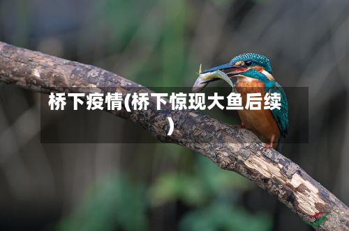 桥下疫情(桥下惊现大鱼后续)-第3张图片
