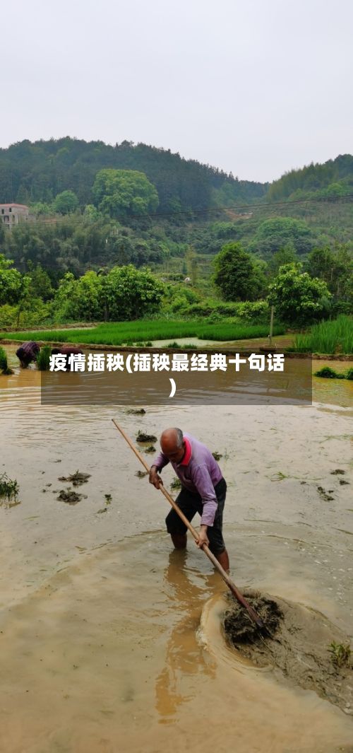 疫情插秧(插秧最经典十句话)