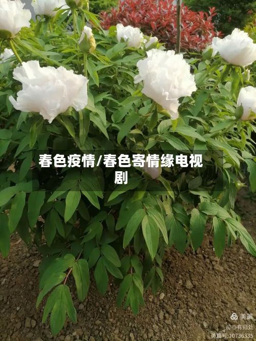 春色疫情/春色寄情缘电视剧-第2张图片