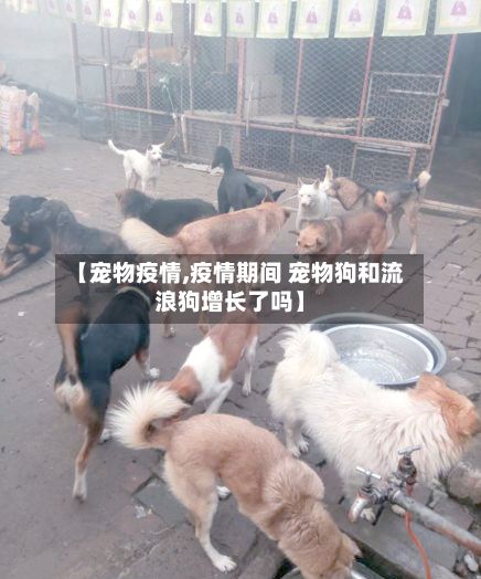 【宠物疫情,疫情期间 宠物狗和流浪狗增长了吗】-第3张图片